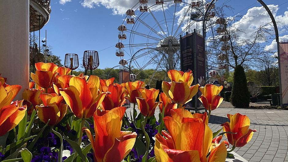 Blomster i Tivoli